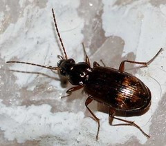 Bembidion dentellum