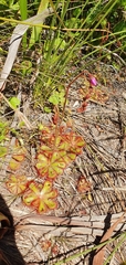 Drosera aliciae