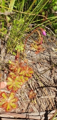 Drosera aliciae