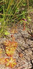 Drosera aliciae