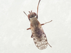 Pherbellia schoenherri