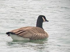 Branta canadensis
