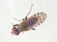 Pherbellia schoenherri