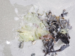 Saccharina latissima