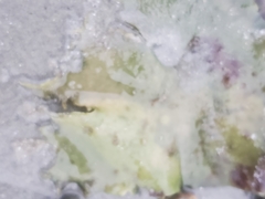 Saccharina latissima