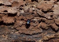 Eumorphus quadriguttatus