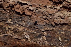 Eumorphus quadriguttatus