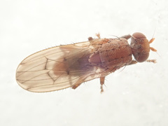 Suillia flavifrons