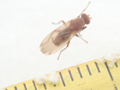 Suillia flavifrons