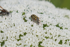 Astylus tucumanensis