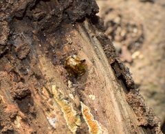 Cassida quadriramosa