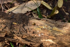 Cassida quadriramosa