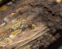 Cassida quadriramosa