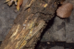 Cassida quadriramosa