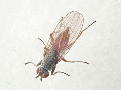 Tephrochlamys