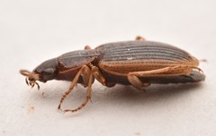Agonum pallipes