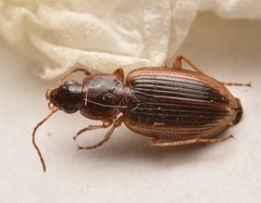 Agonum pallipes