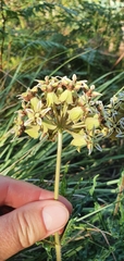 Asclepias crispa