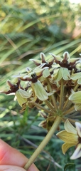 Asclepias crispa