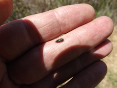 Acmaeodera tubulus