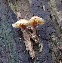Phaeomarasmius