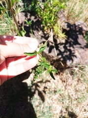 Dicliptera squarrosa