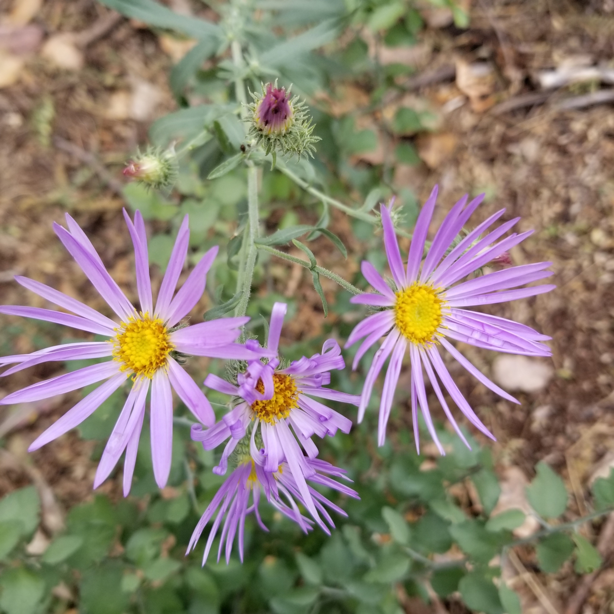 Dieteria asteroides