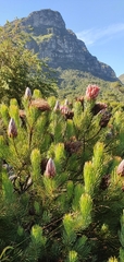 Protea aristata