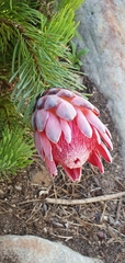 Protea aristata