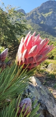 Protea aristata