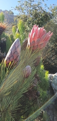 Protea aristata
