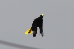 Psarocolius decumanus