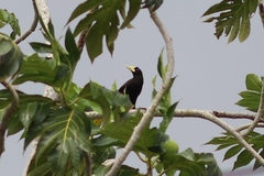 Psarocolius decumanus