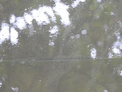 Potamorrhaphis eigenmanni