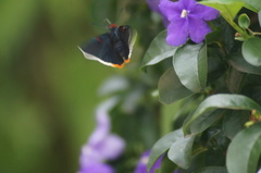 Phocides polybius