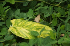 Cissia phronius