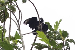Coragyps atratus