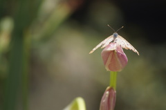 Anartia jatrophae
