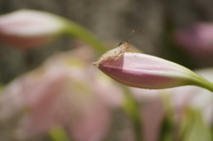 Anartia jatrophae