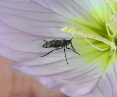 Empis clausa