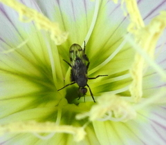 Empis clausa