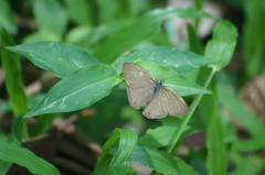 Cissia phronius