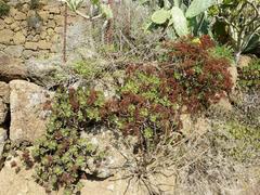 Aeonium lindleyi image