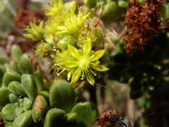 Aeonium lindleyi image