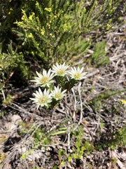 Euchaetis longibracteata