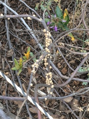 Ceroplastes cirripediformis