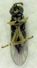 Psyllaephagus bliteus