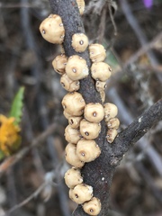 Ceroplastes cirripediformis
