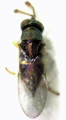 Psyllaephagus bliteus