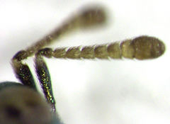 Psyllaephagus bliteus